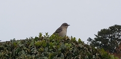 Mimus polyglottos