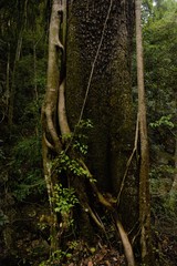 Harpephyllum caffrum