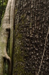 Harpephyllum caffrum