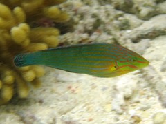 Halichoeres richmondi