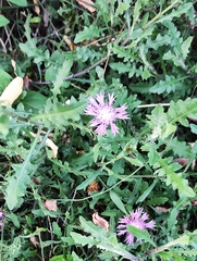 Centaurea aspera