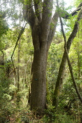Harpephyllum caffrum