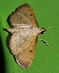 Herpetogramma cynaralis