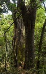 Harpephyllum caffrum