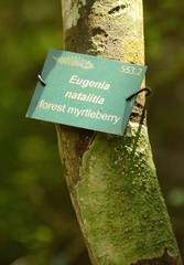Eugenia natalitia