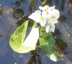 Sagittaria