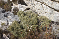 Grubbia tomentosa