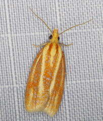 Sparganothis tristriata