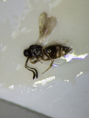 Aphanogmus