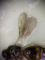 Aphanogmus