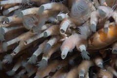 Pseudopotamilla reniformis