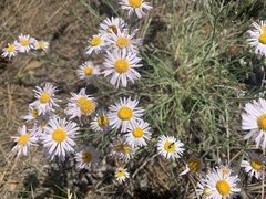 Erigeron filifolius
