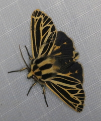 Apantesis virguncula
