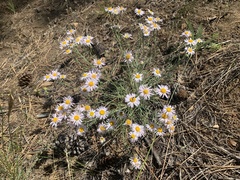 Erigeron filifolius