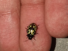 Zygogramma signatipennis