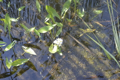 Sagittaria