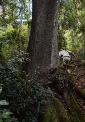 Harpephyllum caffrum