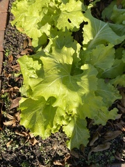 Brassica rapa amplexicaulis