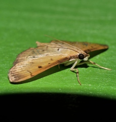 Herpetogramma cynaralis