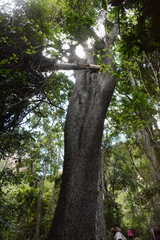 Harpephyllum caffrum