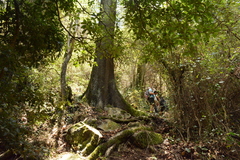 Harpephyllum caffrum
