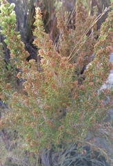 Erica hispidula