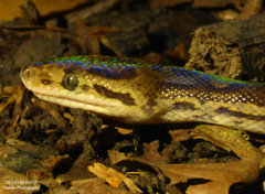 Epicrates maurus