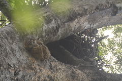 Stephanoaetus coronatus