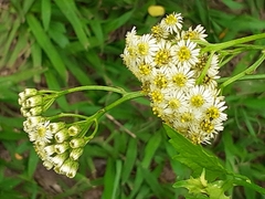 Microglossa mespilifolia