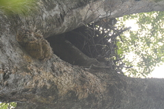 Stephanoaetus coronatus