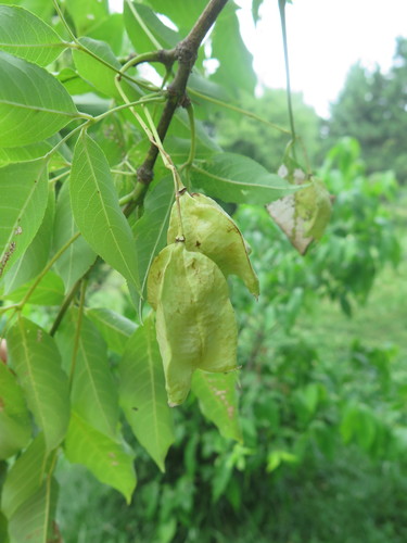 Staphylea holocarpa, 2016-07-17