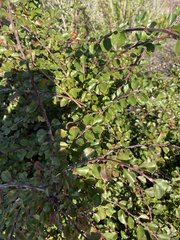 Cotoneaster apiculatus