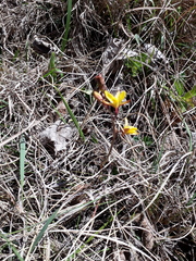 Eulophia hians inaequalis