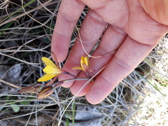 Eulophia hians inaequalis