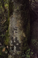 Cryptocarya transvaalensis