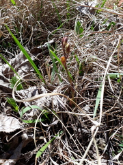 Eulophia hians inaequalis