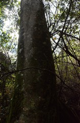 Cryptocarya transvaalensis