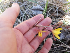 Eulophia hians inaequalis