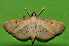 Herpetogramma cynaralis