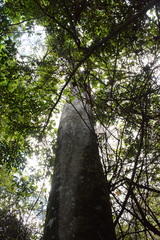 Cryptocarya transvaalensis