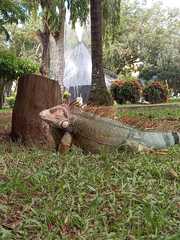 Iguana iguana
