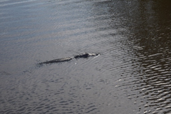 Alligator mississippiensis