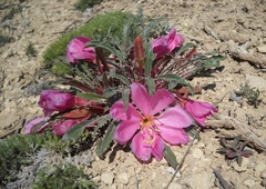Oenothera cespitosa cespitosa