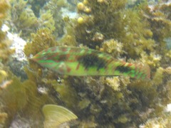 Halichoeres margaritaceus