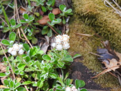 Antennaria marginata