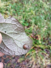 Perforatella bidentata