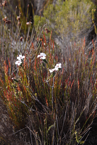 Image of Adenandra villosa by (c) Tony Rebelo, some rights reserved (CC BY-SA)