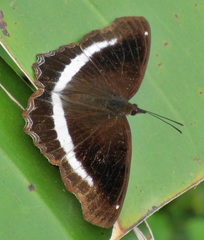 Eurytela hiarbas angustata