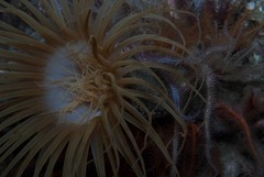 Ceriantheopsis austroafricanus