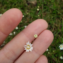 Pamphalea bupleurifolia